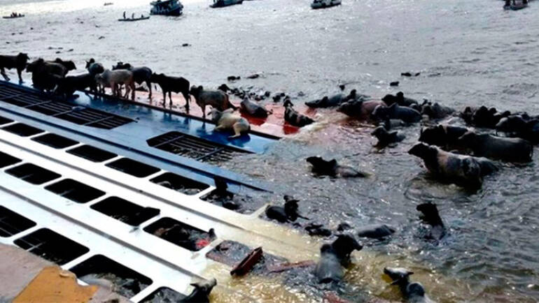 Ship wreck with 5,000 oxen, Barcarena-PA