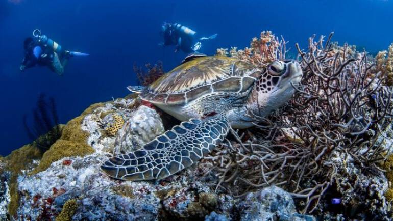 connecting shoals
